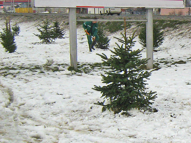 Građani su Zrinjevcu donirali 25 božićnih drvaca za daljnju sadnju